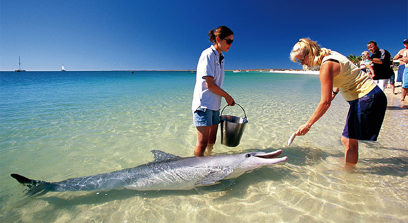 Dolphins and Sand Dunes at Tangalooma Resort
